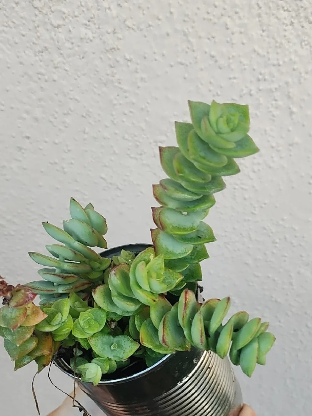 Green Succulent Plant in Silver Tin Planter - Unbranded
